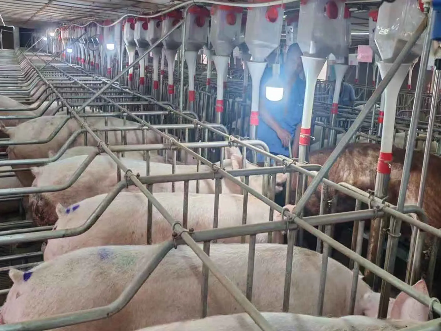 Practical Applications of Vanmarch Animal Marking Crayons in Modern Agriculture