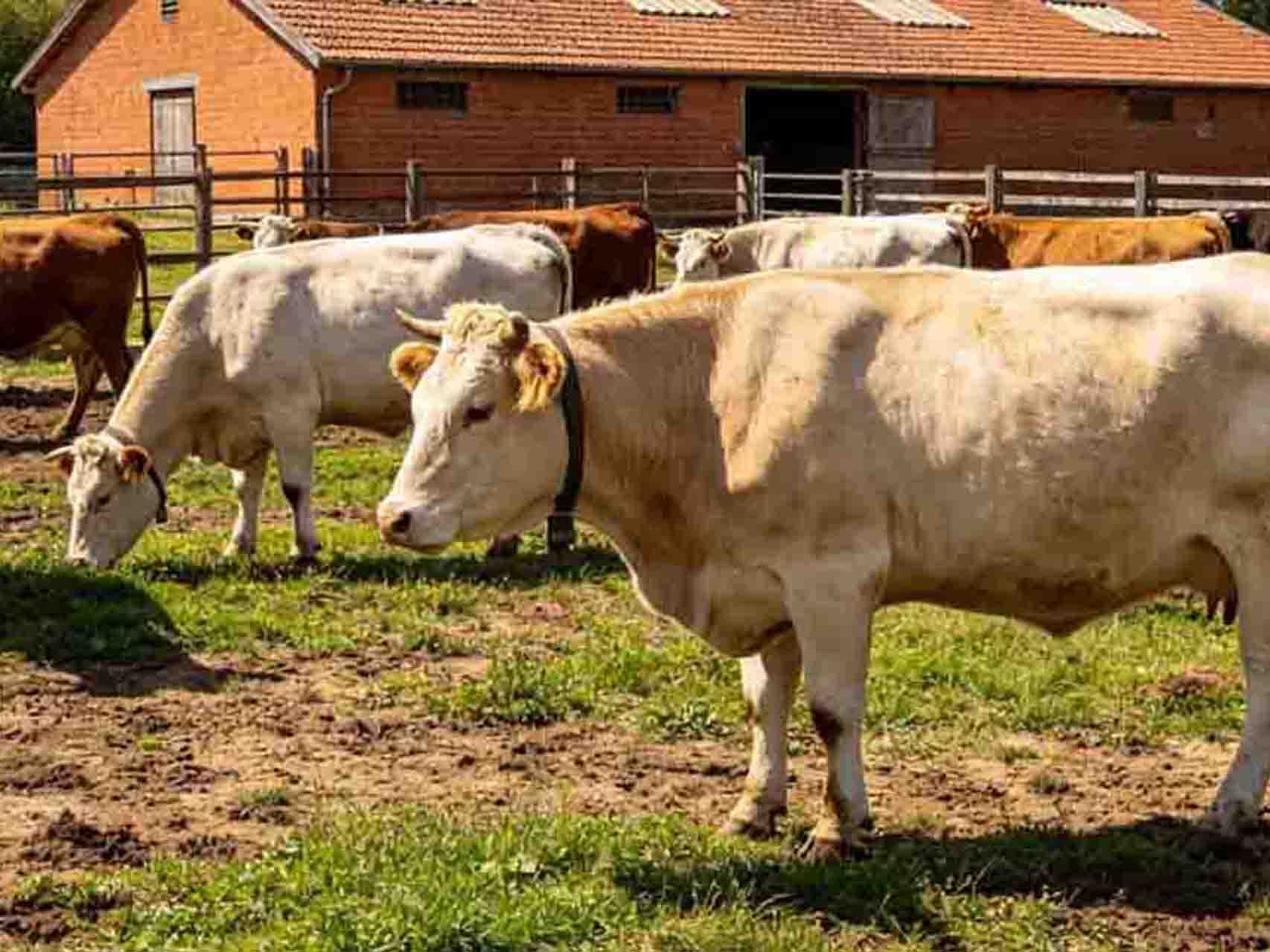 How to Use Animal Marking Crayons for Livestock Identification