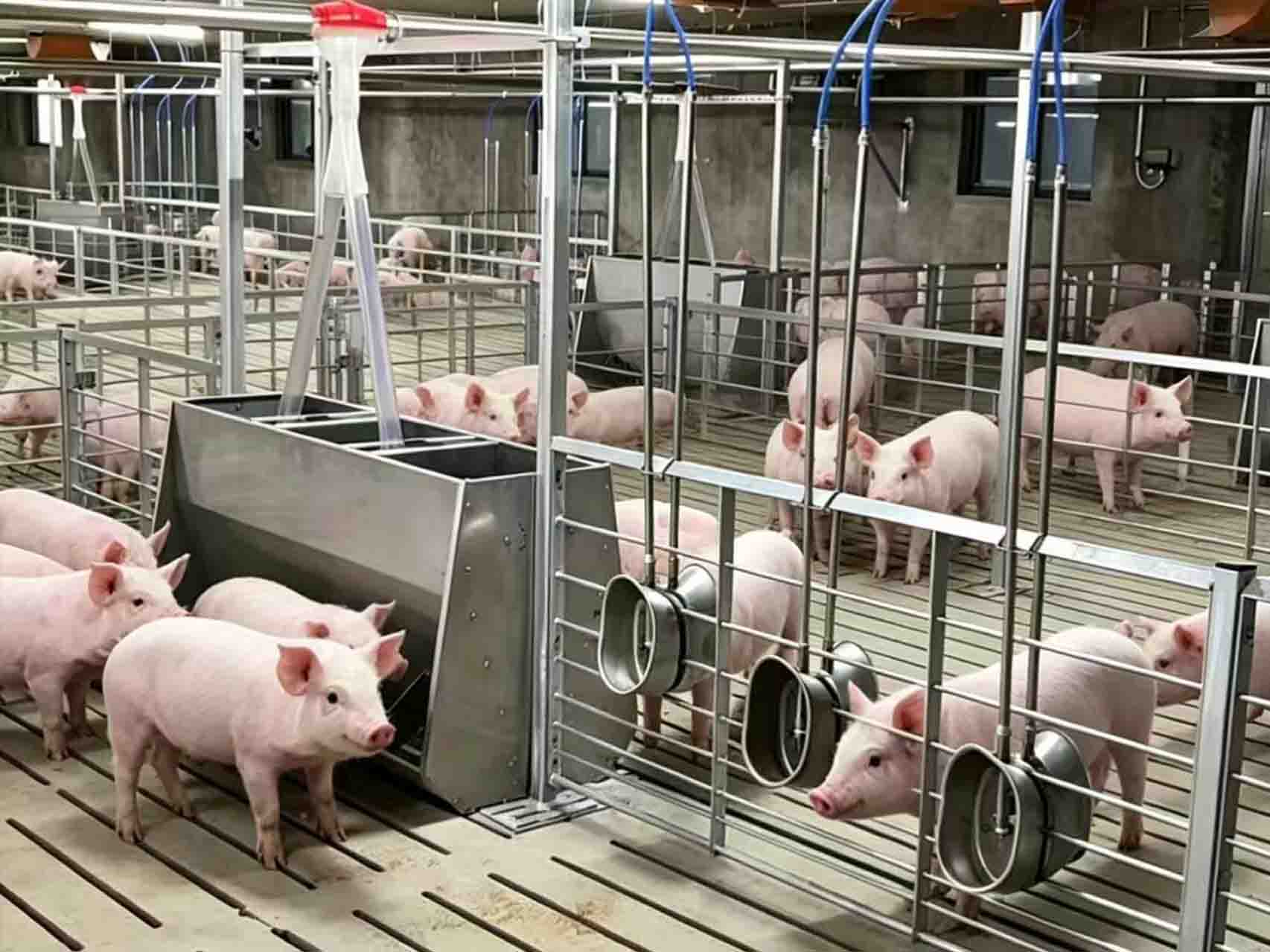 Why Stainless Steel Water Bowls Are Better for Livestock Farms