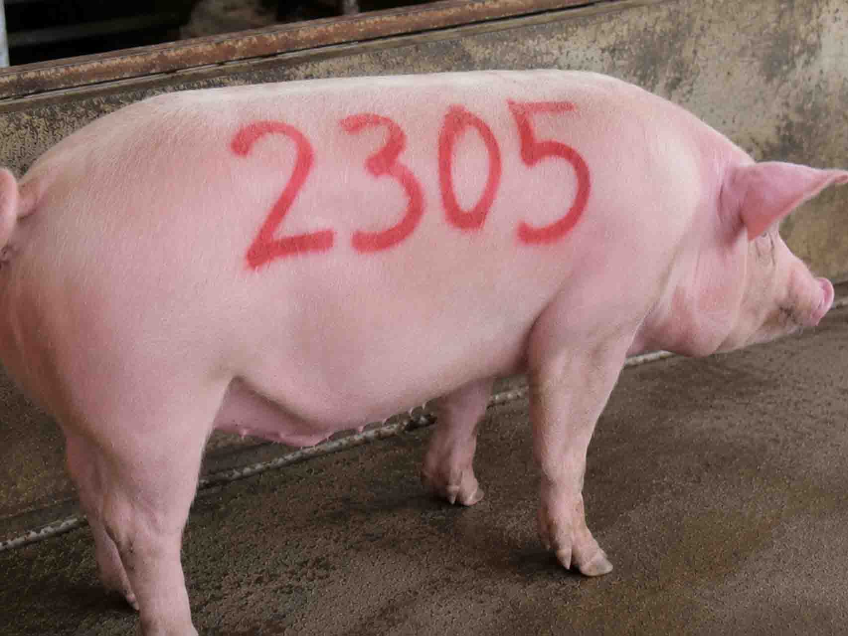 How Farmers Use Animal Marking Crayons During Breeding Season？