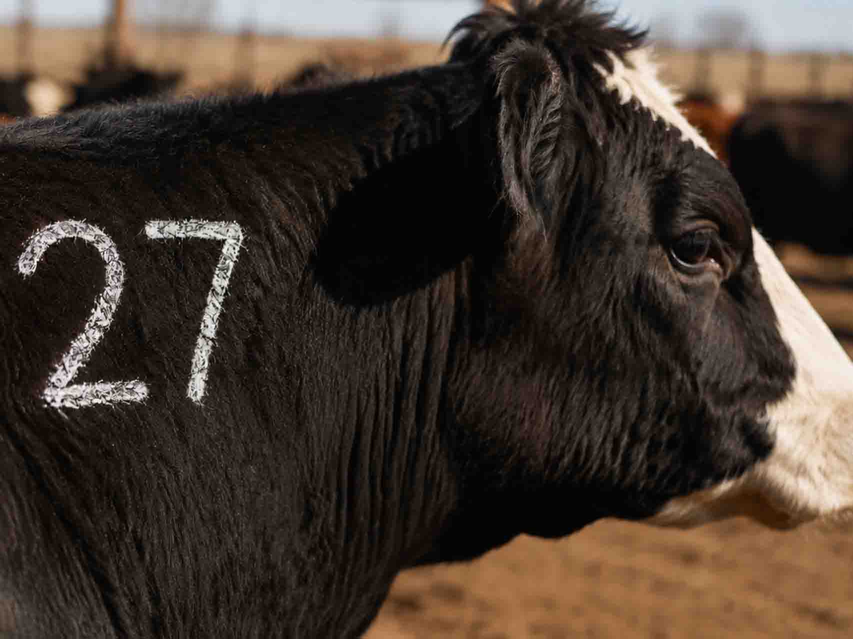 How Long Does a Livestock Marking Crayon Last on Animals?