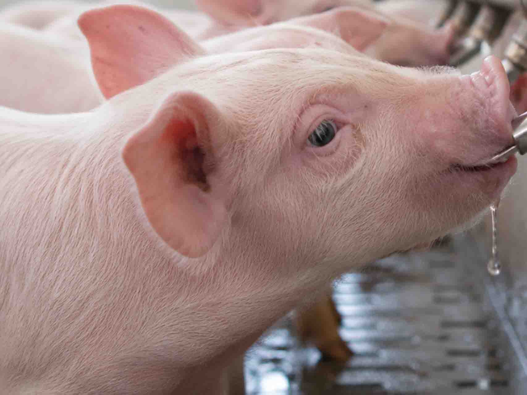 Pig Drinking Systems: Essential Equipment for Modern Pig Farms
